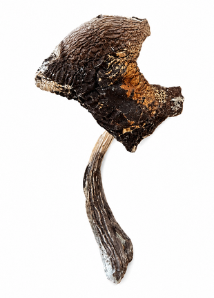 Penis Envy Magic Mushroom
