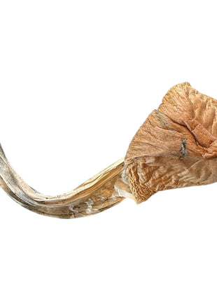 Amazon Dong Magic Mushroom