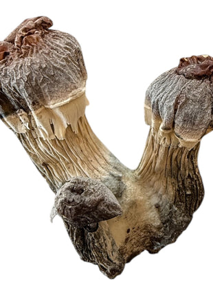 Blue Pulaski Magic Mushroom