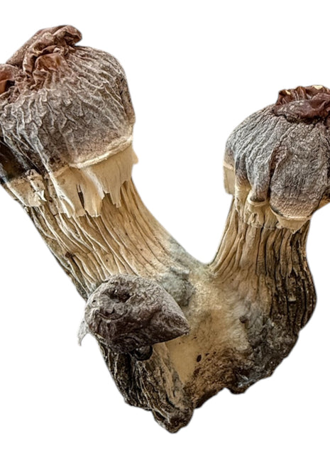 Blue Pulaski Magic Mushroom