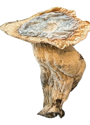 MelMac OG Magic Mushroom